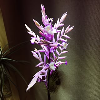 壁/天井/エアープランツ/チランジア/tillandsia/s-Tillandsia...などのインテリア実例 - 2016-04-03 17:24:47