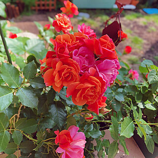 花のある暮らし/バラが好き/バラの庭/庭/バラ...などのインテリア実例 - 2020-06-05 10:03:51