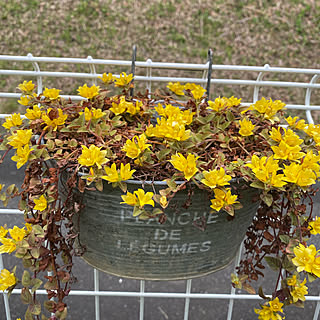 庭/花のある暮らし/花が好き/カメラマークいっぱい/こどもと暮らす。...などのインテリア実例 - 2021-05-28 08:12:00