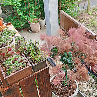 部屋全体/庭の多肉棚/多肉植物/スモークツリー/皆さんコメント有難う♡...などのインテリア実例 - 2020-06-28 14:13:54