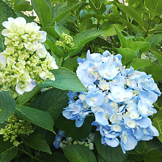 いつもいいねありがとうございます/日陰の庭/紫陽花/花が好き/自然が好き...などのインテリア実例 - 2018-06-13 18:02:45