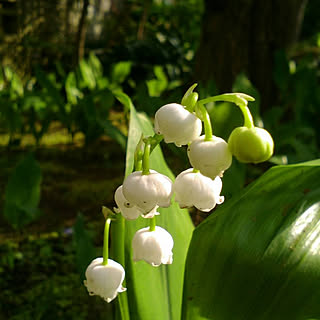 玄関/入り口/癒しセット/お花のある暮らし/お花大好き♡/コロナが早く終息しますように...などのインテリア実例 - 2021-02-20 23:11:06