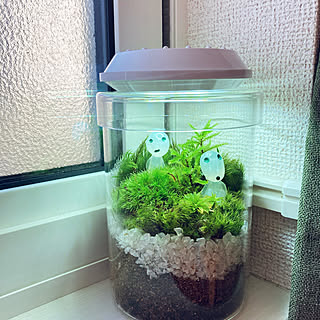 ジブリ 苔テラリウムのおしゃれなアレンジ 飾り方のインテリア実例 Roomclip ルームクリップ