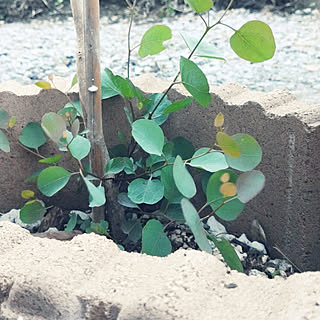 玄関/入り口/観葉植物好き❤/いいね♪いつもありがとうございます❤️/平屋なのに二階建て^^;/花壇 手作り...などのインテリア実例 - 2018-05-23 12:15:33