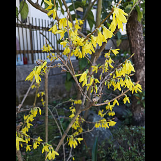 部屋全体/レンギョウ/庭の花/季節の花/庭のインテリア実例 - 2019-04-03 19:59:06