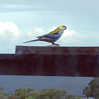 部屋全体/インテリアじゃなくてごめんなさい.../自然に囲まれて/田舎です。/野生の鳥です。のインテリア実例 - 2015-01-08 15:19:35