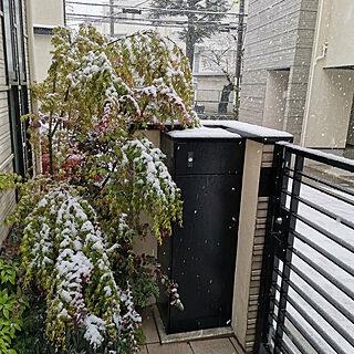 玄関/入り口/観葉植物のインテリア実例 - 2020-04-03 02:39:44