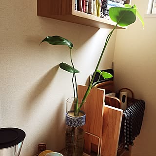 キッチン/カッティングボード/モンステラ/北欧/観葉植物...などのインテリア実例 - 2017-06-26 09:08:14