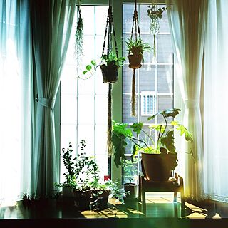 壁/天井/おはようございます。/エアプランツ/多肉植物/観葉植物...などのインテリア実例 - 2015-08-07 08:32:30