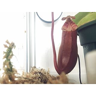 部屋全体/ネペンテス/ウツボカズラ/食虫植物のインテリア実例 - 2017-05-10 08:00:39