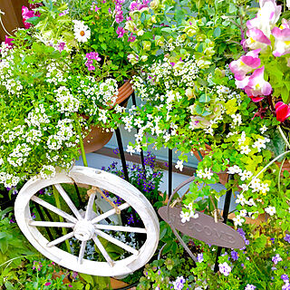 白いガーデンウィール買ってきた！/玄関の前の花あばれてるわ！/皆さまのおかげです/お花大好き♡/いいね、嬉しいです。...などのインテリア実例 - 2019-05-05 07:04:40