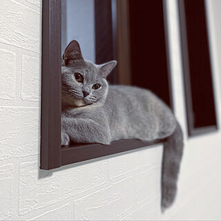 猫と暮らす家/窓/ねこが好き/ベッド周りのインテリア実例 - 2022-10-01 22:23:59