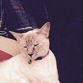 おやすみなさい/彼女(猫)と彼(猫)と僕の日常/白トラのミシェルのインテリア実例 - 2014-12-03 03:30:26