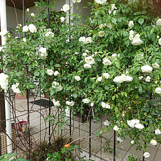 玄関/入り口/薔薇アイスバーグ/白が好き♡/家が好き/季節の花...などのインテリア実例 - 2018-05-09 09:11:22