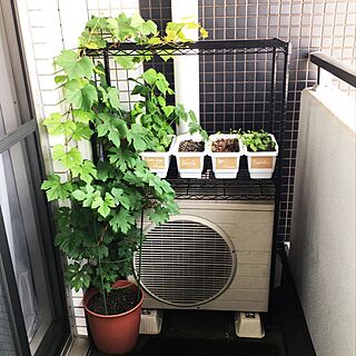 玄関/入り口/日替わり投稿企画!木曜日/植物/屋外家具/賃貸でも楽しく♪...などのインテリア実例 - 2017-06-02 00:25:39