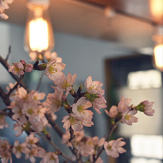 花のある暮らし/山桜/お花が好き/カフェ風/お花...などのインテリア実例 - 2019-03-09 17:57:07
