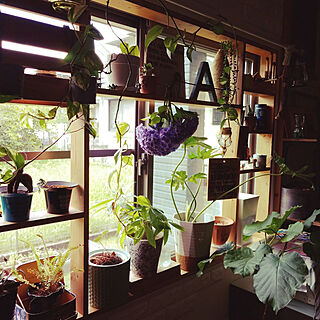 棚/窓枠 DIY/観葉植物のある部屋/あじさいのインテリア実例 - 2018-06-24 10:18:37