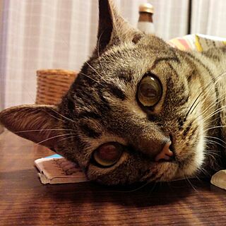猫♡のインテリア実例 - 2016-04-08 20:12:34