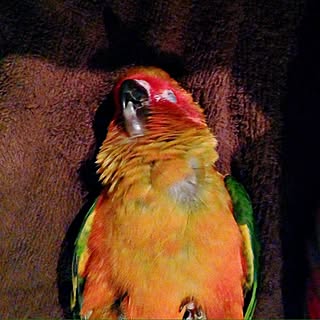 コガネメキシコインコ/ペットのインテリア実例 - 2013-11-08 08:58:08