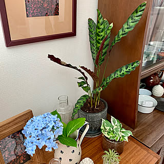 観葉植物/葉っぱ好き♡/じこまんぞく/みてくれてありがとう(*ˊᵕˋ*)♡/連投失礼します...などのインテリア実例 - 2021-07-10 12:36:32