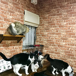 キッチン/ねこ/Room Clipとの出会いに感謝✳︎/ねこのいる日常/動画はインスタにて...などのインテリア実例 - 2018-10-26 18:10:38