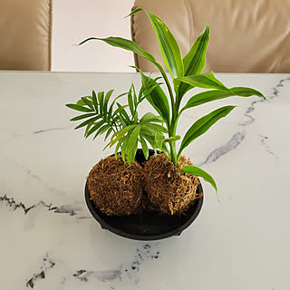 モスボールのインテリア実例 Roomclip ルームクリップ