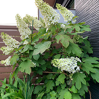 庭/ガーデニング/白い花が好き/カシワバアジサイのインテリア実例 - 2024-05-21 18:22:28