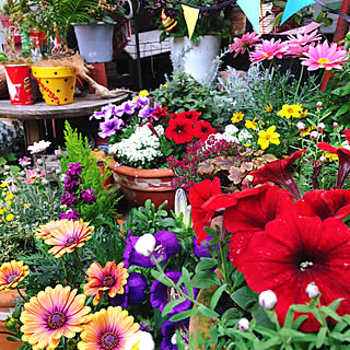 植物のある暮らし/赤大好き❤/雑貨大好き❤/アメリカンポップ/寄せ植え...などのインテリア実例 - 2021-03-21 12:19:48