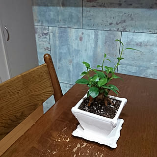 壁/天井/壁紙/DIY/観葉植物のインテリア実例 - 2017-09-09 22:09:44