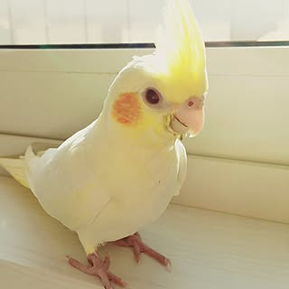 リビング/ペット/オカメインコのインテリア実例 - 2016-08-25 15:00:54