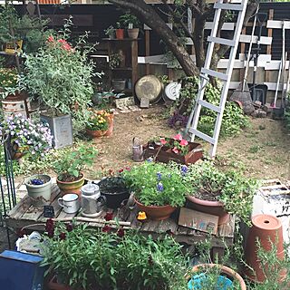 キッチン/和室からの眺め/お庭/ガーデン/ジャンクガーデン...などのインテリア実例 - 2017-05-23 22:09:32