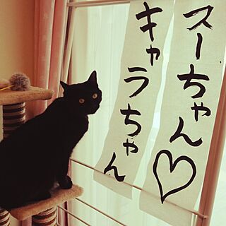 猫♡/黒猫♡/ねこのいる日常のインテリア実例 - 2015-05-24 13:43:37