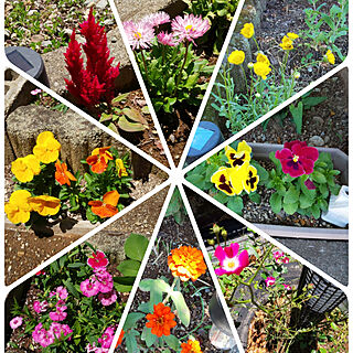 玄関/入り口/庭/庭のお花/お天気がいいです♡/庭の花集めてみました...などのインテリア実例 - 2020-05-28 12:18:40
