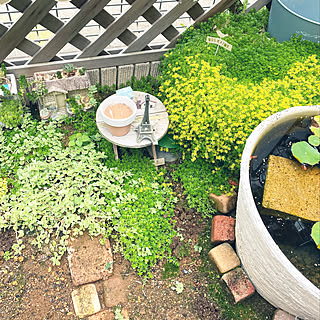 メダカ鉢/いつもいいね！ありがとうございます♪/多肉植物/植物のある暮らし/部屋全体...などのインテリア実例 - 2021-06-26 17:46:18