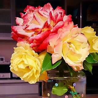 玄関/入り口/庭/薔薇が好き/いい香り。/黄色 ピンクマーブル のお花。のインテリア実例 - 2014-05-25 01:03:29