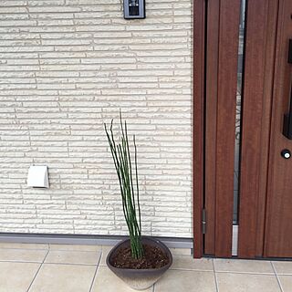 玄関/入り口/観葉植物/トクサのインテリア実例 - 2017-03-01 23:28:15