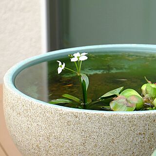 睡蓮鉢 水生植物のおしゃれなアレンジ・飾り方のインテリア実例