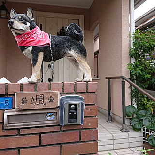 玄関/入り口/インターホンカバー/線上降水帯対策/豪雨対策/柴犬オブジェ...などのインテリア実例 - 2021-08-17 13:58:50