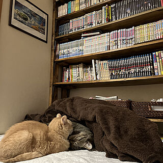 本棚DIY/電気毛布/ねこのいる日常/猫と暮らす/猫と暮らす家...などのインテリア実例 - 2023-02-07 09:42:30