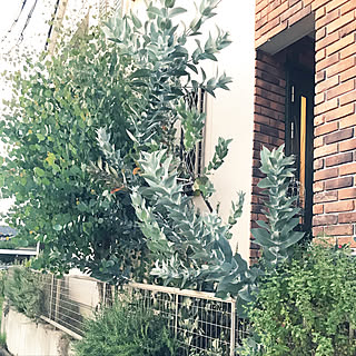 ユーカリ 地植えのおしゃれなアレンジ 飾り方のインテリア実例 Roomclip ルームクリップ