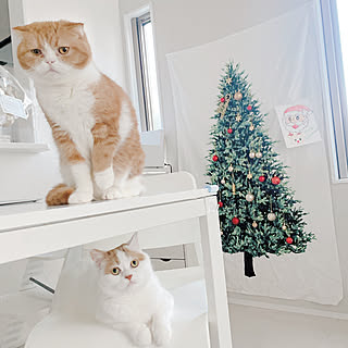 猫とクリスマス/ツリータペストリー/ホワイトインテリア/シンプルライフ/四角い家...などのインテリア実例 - 2021-12-27 14:13:00