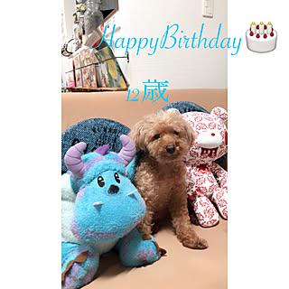 トイプードルと暮らす/犬のいる生活/犬のいる暮らし/お誕生日/お誕生日おめでとう♡...などのインテリア実例 - 2019-08-17 11:57:12