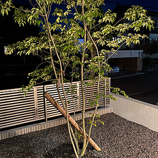 シンボルツリーはアオダモ/玄関/入り口のインテリア実例 - 2020-08-17 17:30:34