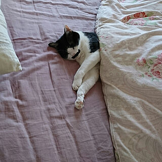 ベッド周り/ねこと暮らす。/ブログやってます！/白黒猫/季節を楽しむ...などのインテリア実例 - 2018-06-17 01:03:35