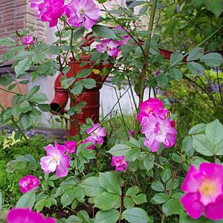 玄関/入り口/ジャンク/アンティーク/お庭/植物...などのインテリア実例 - 2015-05-18 16:31:05