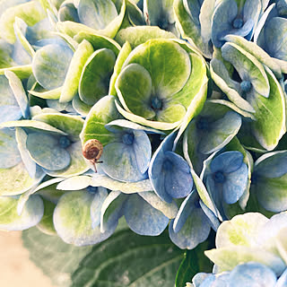 花色変化/かたつむり/紫陽花/いいね！ありがとうございます◡̈♥︎/梅雨...などのインテリア実例 - 2020-06-13 06:52:07