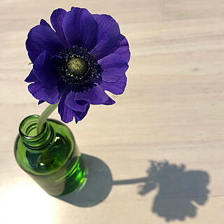 花瓶/小瓶/ガラス瓶/花壇/お花のある暮らし...などのインテリア実例 - 2021-03-24 22:19:06