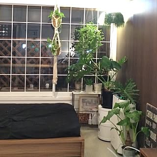 ベッド周り/観葉植物/窓際のグリーン/6畳勝負/ボタニカル計画...などのインテリア実例 - 2016-08-30 19:19:47