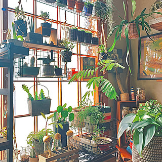 観葉植物 ナウシカの温室に憧れてのおしゃれなアレンジ 飾り方のインテリア実例 Roomclip ルームクリップ