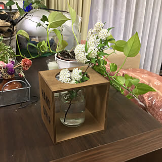 観葉植物/植物/植木鉢/買ったもの/雑貨大好き♡...などのインテリア実例 - 2019-05-04 08:36:55